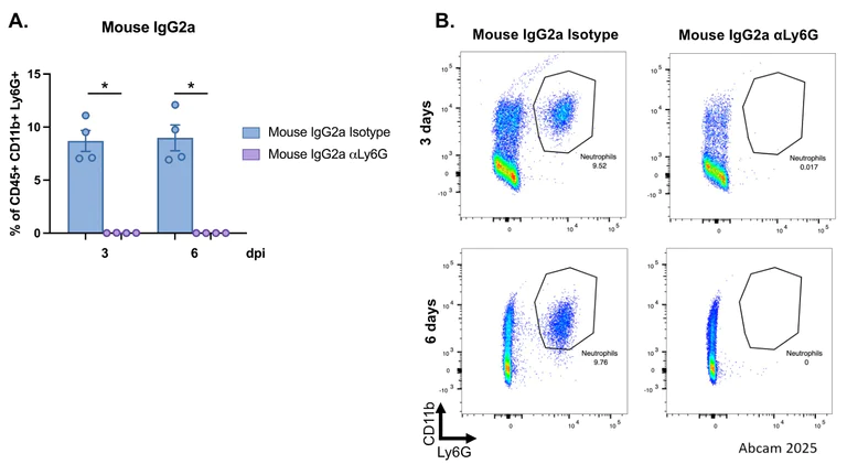 Functional Studies (Depl) - Anti-Ly6g antibody [1A8]- mouse IgG2a (Chimeric) -Low endotoxin, Azide free (AB320707)