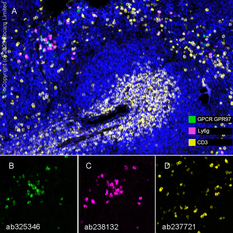 Anti-Ly6g antibody [EPR22909-135], recombinant (ab238132) | Abcam