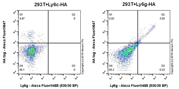 Flow Cytometry - Anti-Ly6g antibody [EPR22909-135] - BSA and Azide free (AB261916)