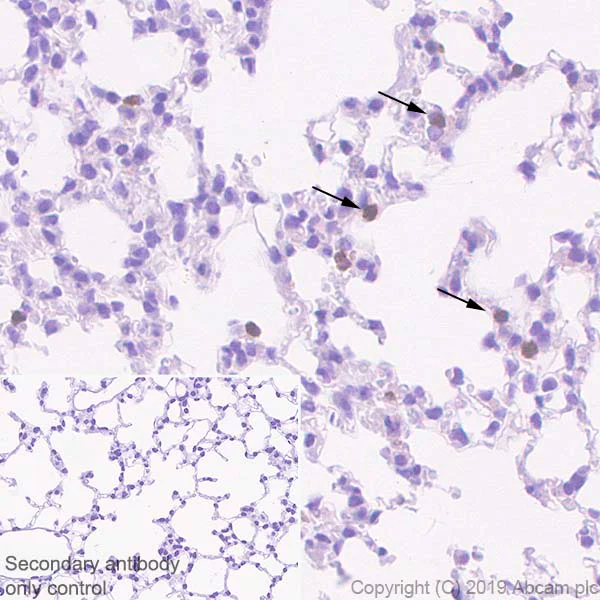 Immunohistochemistry (Formalin/PFA-fixed paraffin-embedded sections) - Anti-Ly6g antibody [EPR22909-135] - BSA and Azide free (AB261916)