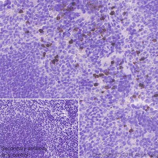 Immunohistochemistry (Formalin/PFA-fixed paraffin-embedded sections) - Anti-Ly6g antibody [EPR22909-135] - BSA and Azide free (AB261916)