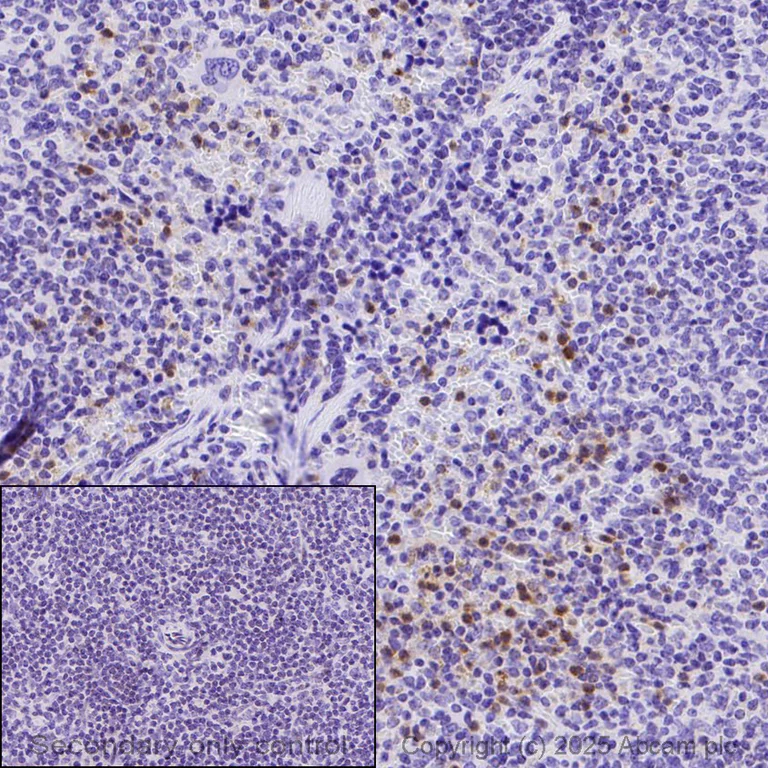 Immunohistochemistry (Formalin/PFA-fixed paraffin-embedded sections) - Anti-Ly6g antibody [EPR22909-135] - BSA and Azide free (AB261916)