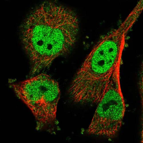 Immunocytochemistry/ Immunofluorescence - Anti-LY6G5C antibody (AB122501)