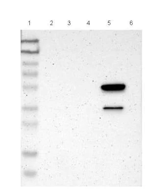 Western blot - Anti-LY6G6F antibody (AB121272)