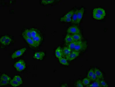 Immunocytochemistry/ Immunofluorescence - Anti-LY6H antibody (AB238875)