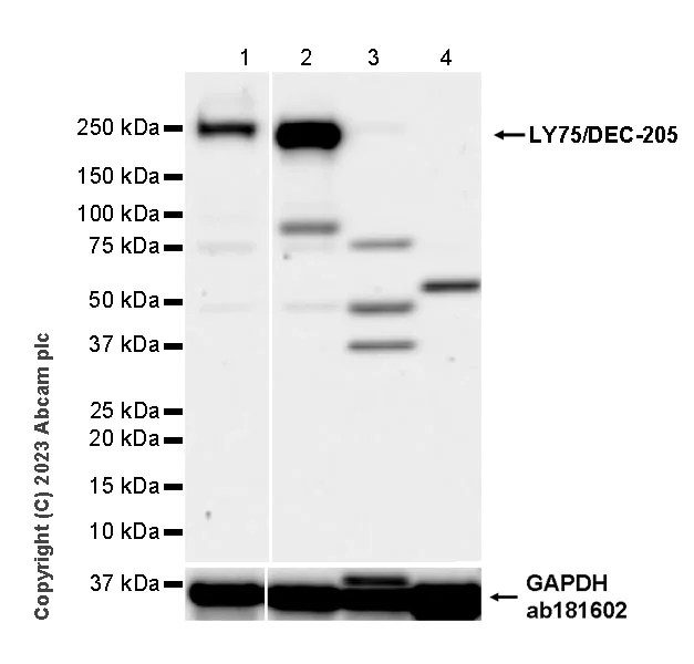 Western blot - Anti-LY75/DEC-205 antibody [EPR27222-93] (AB316000)