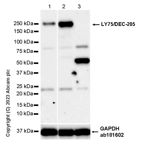 Western blot - Anti-LY75/DEC-205 antibody [EPR27222-93] - BSA and Azide free (AB316001)