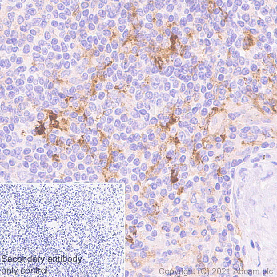 Immunohistochemistry (Formalin/PFA-fixed paraffin-embedded sections) - Anti-LY75/DEC-205 antibody [EPR5233] (AB124897), expandable thumbnail