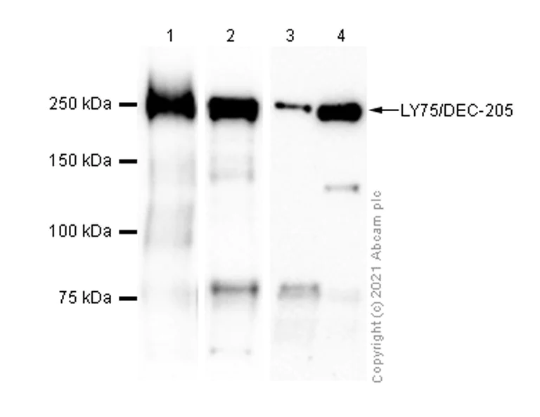 Western blot - Anti-LY75/DEC-205 antibody [EPR5233] - BSA and Azide free (AB208649)