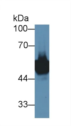 Western blot - Anti-LYAR antibody (AB233082)