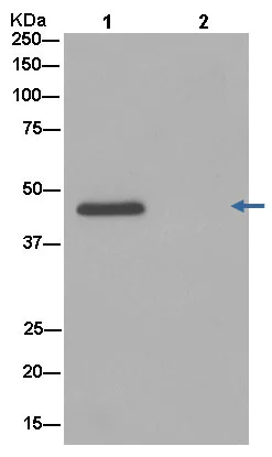 Immunoprecipitation - Anti-LYAR antibody [EPR14352-9] (AB182138)