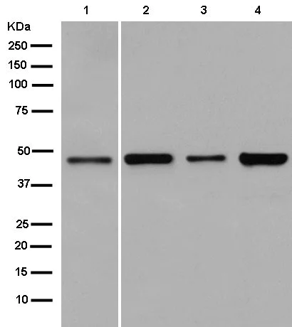 Western blot - Anti-LYAR antibody [EPR14352-9] (AB182138)
