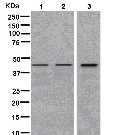 Western blot - Anti-LYAR antibody [EPR14352] - BSA and Azide free (AB250474), expandable thumbnail
