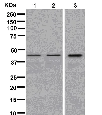 Western blot - Anti-LYAR antibody [EPR14352] - BSA and Azide free (AB250474)