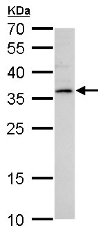 Western blot - Anti-Lyl1 antibody - C-terminal (AB229338)