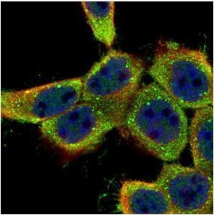 Immunocytochemistry/ Immunofluorescence - Anti-Lyn antibody (AB227170), expandable thumbnail