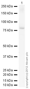Western blot - Anti-Lyn antibody [LYN-01] (AB1890), expandable thumbnail