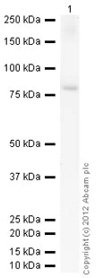 Western blot - Anti-Lyn antibody [LYN-01] (AB1890)