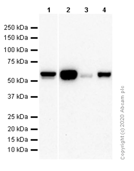 Western blot - Anti-Lyn antibody [Y497] - BSA and Azide free (AB239813)