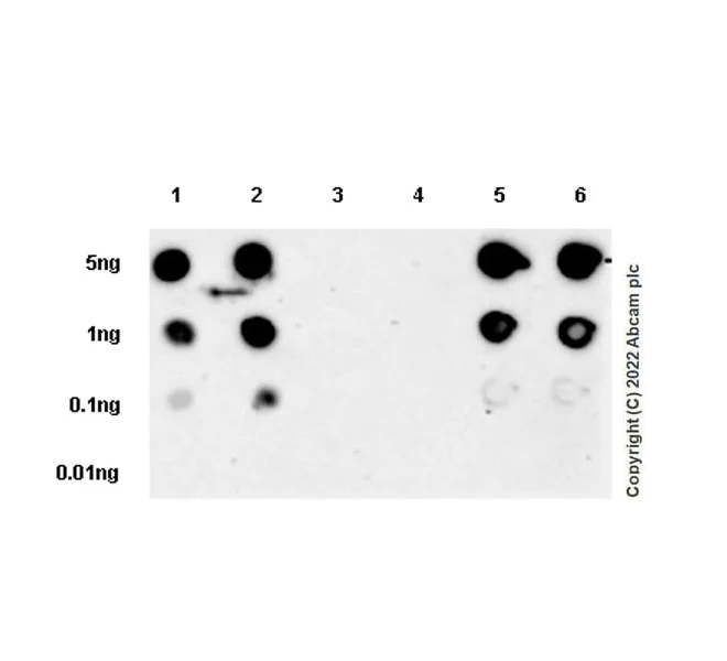 Dot Blot - Anti-Lyn (phospho Y397) antibody [EPR26354-1] (BSA and Azide free) (AB300119)