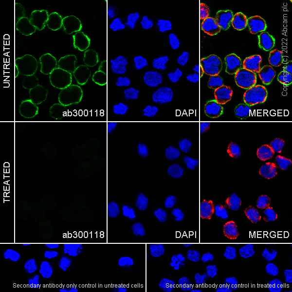 Immunocytochemistry/ Immunofluorescence - Anti-Lyn (phospho Y397) antibody [EPR26354-1] (BSA and Azide free) (AB300119)