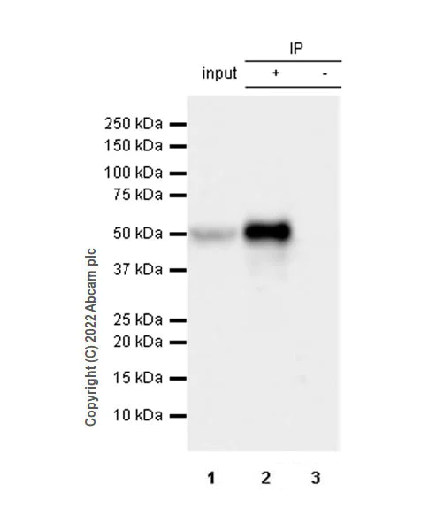 Immunoprecipitation - Anti-Lyn (phospho Y397) antibody [EPR26354-1] (BSA and Azide free) (AB300119)