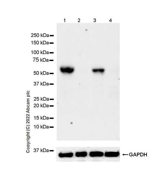 Western blot - Anti-Lyn (phospho Y397) antibody [EPR26354-1] (BSA and Azide free) (AB300119)