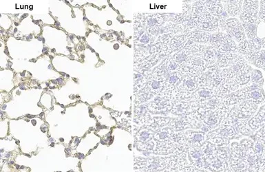 Immunohistochemistry (Formalin/PFA-fixed paraffin-embedded sections) - Anti-Lyn (phospho Y397) antibody [HL122] - BSA and Azide free (AB289371)