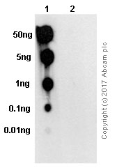 Dot Blot - Anti-Lyn (phospho Y507) antibody [EP504Y] (AB33914), expandable thumbnail