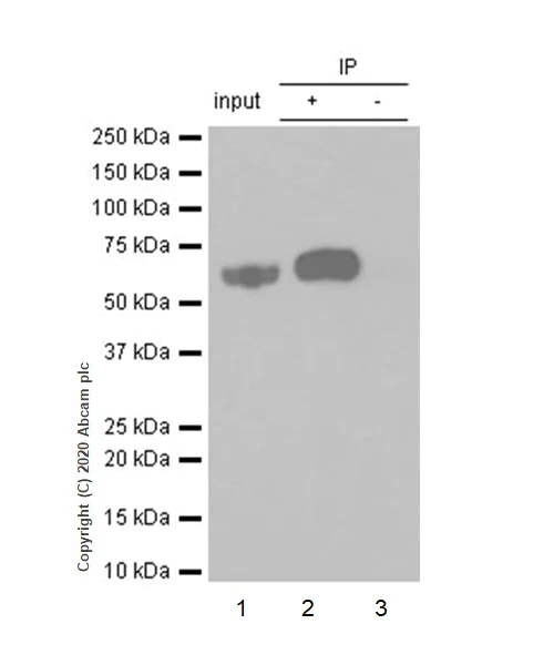 Immunoprecipitation - Anti-Lyn (phospho Y507) antibody [EP504Y] - BSA and Azide free (AB256224)