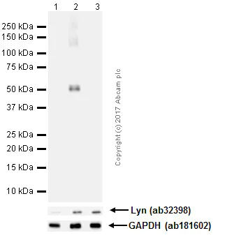 Western blot - Anti-Lyn (phospho Y507) antibody [EP504Y] - BSA and Azide free (AB256224)