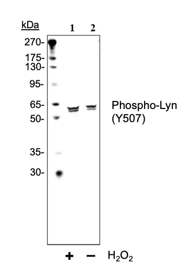 Western blot - Anti-Lyn (phospho Y507) antibody [LynY507-5B6] (AB278639)