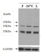 Western blot - Lyophilized Exosome Standard (Human Plasma) (AB288118)