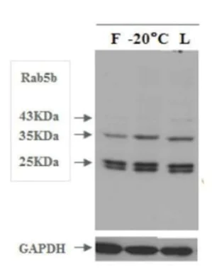 Western blot - Lyophilized Exosome Standard (U87 MG) (AB286885)