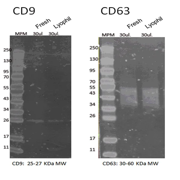 Western blot - Lyophilized MCF7 Exosome Standards (AB239691)