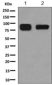 Western blot - Anti-LYPD3 antibody [EPR9106] (AB155080)