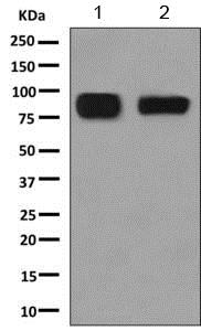 Western blot - Anti-LYPD3 antibody [EPR9106] - BSA and Azide free (AB249175)