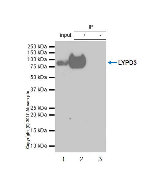 Immunoprecipitation - Anti-LYPD3 antibody [EPR9107] (AB151709)