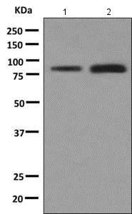 Western blot - Anti-LYPD3 antibody [EPR9107] (AB151709)