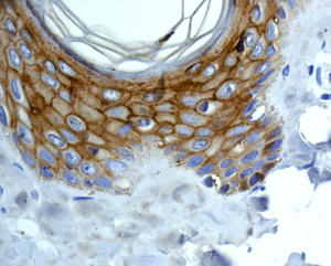 Immunohistochemistry (Formalin/PFA-fixed paraffin-embedded sections) - Anti-LYPD3 antibody [EPR9107] - BSA and Azide free (AB249029)