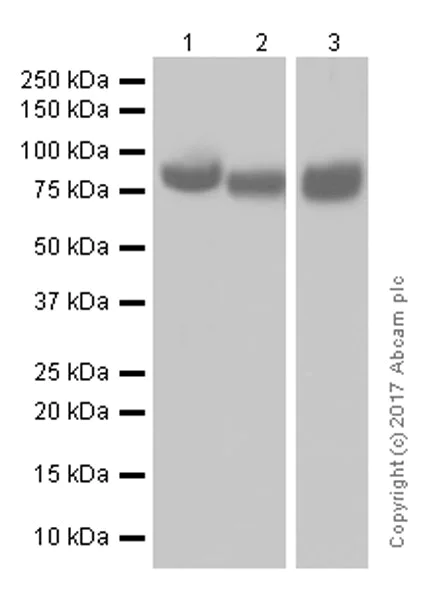 Western blot - Anti-LYPD3 antibody [EPR9107] - BSA and Azide free (AB249029)