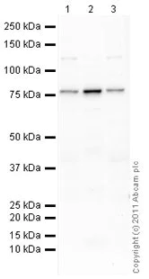 Western blot - Anti-LYRIC/AEG1 antibody (AB45338)