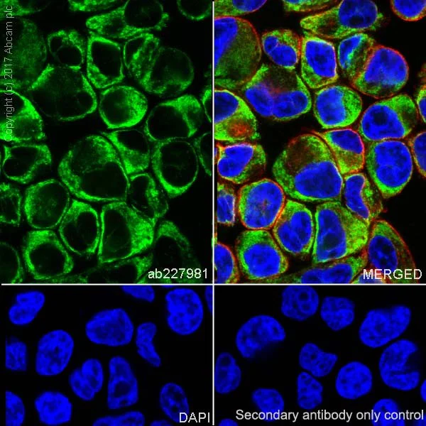 Immunocytochemistry/ Immunofluorescence - Anti-LYRIC/AEG1 antibody [EPR20797] - BSA and Azide free (AB229128)