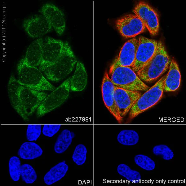 Immunocytochemistry/ Immunofluorescence - Anti-LYRIC/AEG1 antibody [EPR20797] - BSA and Azide free (AB229128)