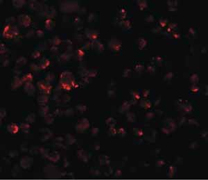 Immunocytochemistry/ Immunofluorescence - Anti-LYRM2 antibody (AB106686), expandable thumbnail
