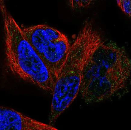 Immunocytochemistry/ Immunofluorescence - Anti-LYRM5 antibody (AB126379)