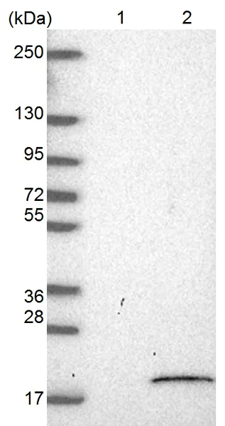 Western blot - Anti-LYRM5 antibody (AB126379)