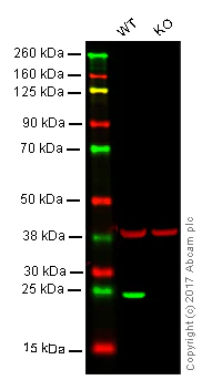 Western blot - Anti-Lysophospholipase 1/LPL-I antibody [EPR3667] - BSA and Azide free (AB239901)