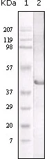 Western blot - Anti-Lysosomal acid lipase/LAL antibody [9G7F12] (AB36597)