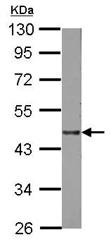 Western blot - Anti-Lysosomal acid lipase/LAL antibody (AB154356)